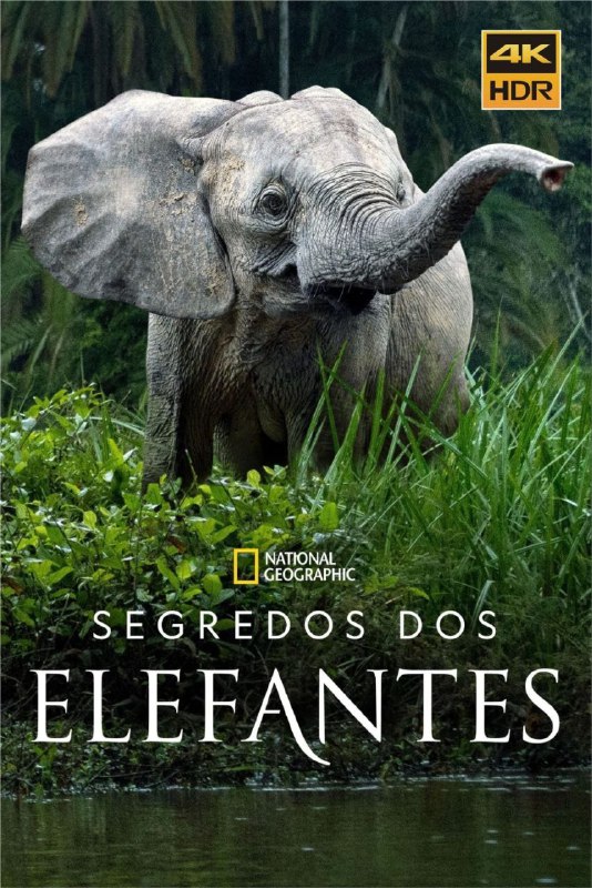 名称：大象的秘密 (2023) 4K HDR & Dv 全集 内封中文字幕描述：象有力量、有爱心、有智慧，但我们才刚刚开始解开它们最深层的秘密