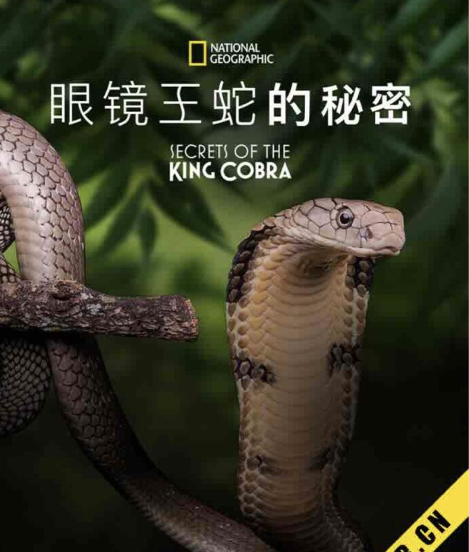 名称：眼镜蛇的秘密 (2010) 1080P 中字特效字幕描述：《眼镜蛇》是一场前所未有的野生眼镜王蛇自然历史之旅，跟随它们进入它们的世界，揭示它们在我们不在身边时的行为、去向以及与谁互动