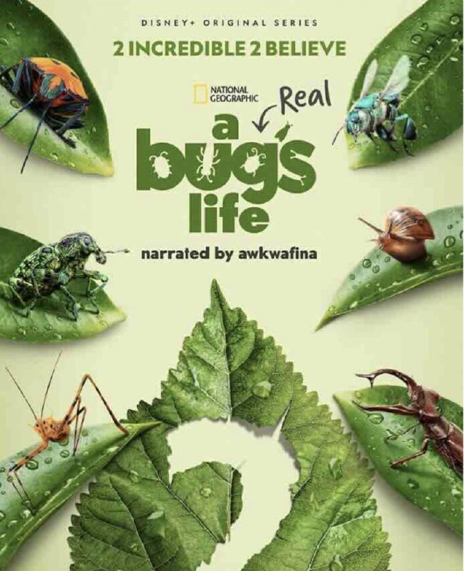 名称：虫虫历险记 第二季 (2025) 4K HDR & Dv 内嵌简繁字幕描述：让我们一同探索昆虫不为人知的微观世界，见识这些迷人的小英雄如何运用非凡能力在夹缝中求生存