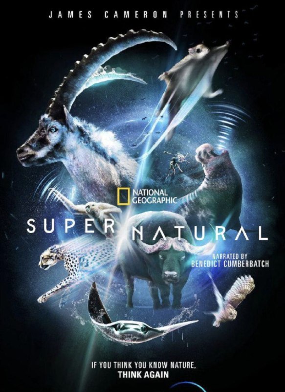 名称：超凡动物奇观 (2022) 4K HDR 内嵌中文字幕描述：本片由詹姆斯·卡梅隆监制，由荣获奥斯卡奖提名和英国电影学院奖的本尼迪克特·康伯巴奇配音