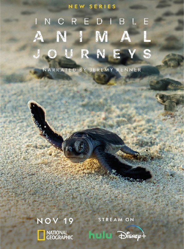 名称：不可思议的动物之旅 (2023) 4K HDR 全集 中字内嵌字幕描述：人类可能相信自己是世界上最伟大的探险家，但事实并非如此